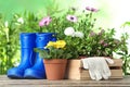 Potted blooming flowers and gumboots on wooden table.