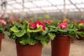 Potted blooming flowers on table in greenhouse