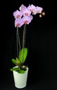 Potted blooming Phalaenopsis orchid isolated