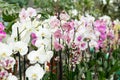 Potted blooming phalaenopsis orchids on store counter Royalty Free Stock Photo