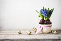 Potted blue flowers hyacinths and quail eggs