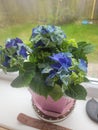 Potted blue -green hydrangea in pink pots