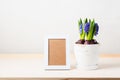 Potted blue hyacinths and photo frame