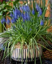 Potted blue Muscari armeniacum known as grape hyacinth or Armenian grape hyacinth or garden grape-hyacinth flowering plant at the