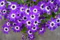 Potted blue Pericallis hybrida or cineraria, florist`s cineraria or common ragwort flowering plant from the genus Senecio at the