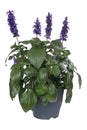 Potted blue sage isolated