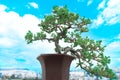 Potted bonsai tree in a balcony with the sky in the background