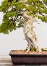 Potted Bonsai Tree Royalty Free Stock Photo