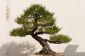 Potted Bonsai Tree Royalty Free Stock Photo