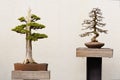 Potted Bonsai Tree Royalty Free Stock Photo