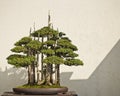 Potted Bonsai Tree Royalty Free Stock Photo