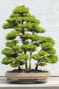 Potted Bonsai Tree Royalty Free Stock Photo