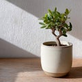 Potted bonsai tree on a sunlit wooden table. Royalty Free Stock Photo