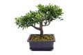 Potted bonsai tree at white isolated background