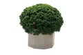 Potted Box Ball Plant