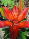 The potted bright orange lily on a summer day