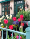 Potted, bright pink, bloomed tulips