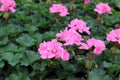 Potted bright pink geranium flowers in spring garden.