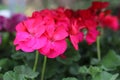 Potted bright pink geranium flowers in spring garden.