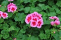 Potted bright pink geranium flowers in spring garden.