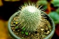 Potted cacti