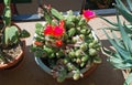 Potted cactus garden on a tri-level condo building walkway, Royalty Free Stock Photo