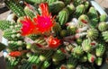 Potted cactus garden on a tri-level condo building walkway, Royalty Free Stock Photo