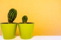 Cactus plant in green pot. Potted cactus house plant on green shelf against pastel mustard colored wall Royalty Free Stock Photo