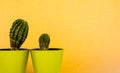 Cactus plant in green pot. Potted cactus house plant on green shelf against pastel mustard colored wall Royalty Free Stock Photo