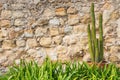 Potted Cactus Plant Old Stone Wall Grass Border Royalty Free Stock Photo