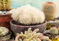 Potted cactus plants collections Royalty Free Stock Photo