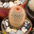 Potted cactus plants collections Royalty Free Stock Photo