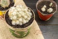 Potted cactus plants collections Royalty Free Stock Photo