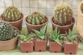 Potted cactus and succulent plant on shelf Royalty Free Stock Photo