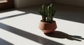 Potted Cactus in Sunlight with Dramatic Shadows, Minimalist Home Decor Royalty Free Stock Photo