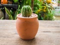 Potted cactus