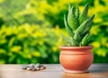 Potted cactus on wooden table