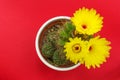 Potted cactus with yellow flowers on red background Royalty Free Stock Photo