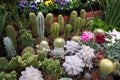 Potted cactuses Royalty Free Stock Photo