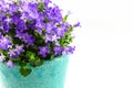 Potted Campanula Portenschlagiana Royalty Free Stock Photo