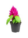 Potted Celosia Argentea Plumosa