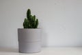 Potted Cereus Peruvianus Peruvian Cactus house plant in front of gray wall Royalty Free Stock Photo