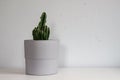 Potted Cereus Peruvianus Peruvian Cactus house plant in front of gray wall Royalty Free Stock Photo
