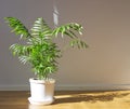 Potted Chamaedorea elegans. Parlor palm with sunlight. Tropical plant on floor Royalty Free Stock Photo