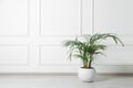 Potted chamaedorea palm on floor near white wall indoors, space for text. Beautiful houseplant