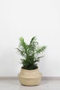 Potted chamaedorea palm on floor near white wall indoors, space for text. Beautiful houseplant