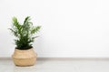 Potted chamaedorea palm on floor near white wall indoors, space for text. Beautiful houseplant