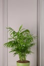 Potted chamaedorea palm near white wall. Beautiful houseplant