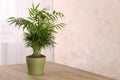 Potted chamaedorea palm on wooden table indoors, space for text. Beautiful houseplant