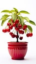 potted cherry baby tree, carefully nurtured and isolated against a pristine white background.